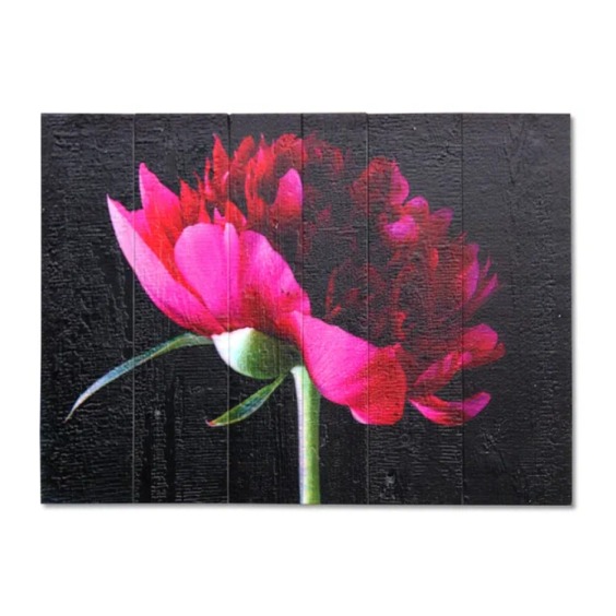 Картина "Розовый пион на черном фоне" 60х40 см #1 Картина "Розовый пион на черном фоне" 60х40 см #1