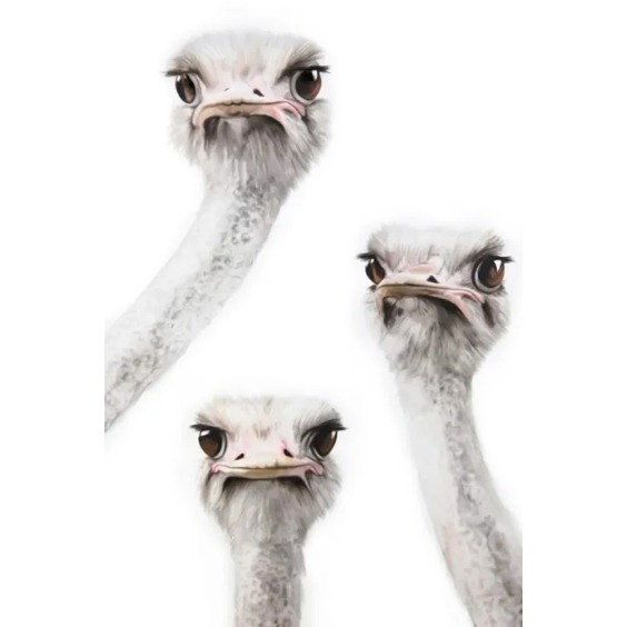 Интерьерная картина "Страусы" на холсте, большая, размер 115х80 см #2