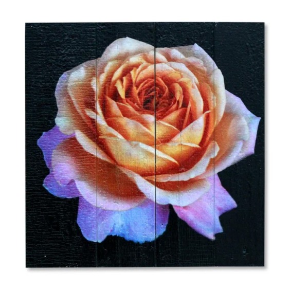 Картина "Желтая роза на черном фоне" 40х40 см #1