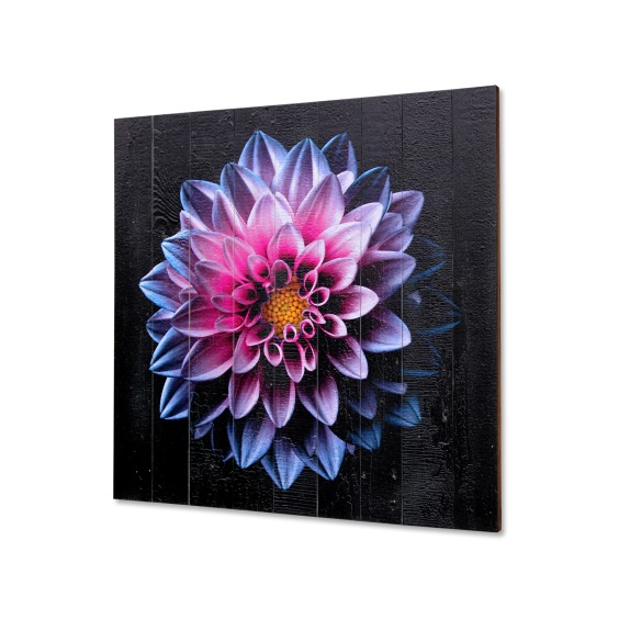 Картина "Розово-голубая хризантема на черном фоне" 60х60 см #2 Картина "Розово-голубая хризантема на черном фоне" 60х60 см #2