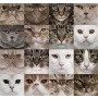Панно Loymina Illusion vol. II Animals DA, 001