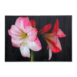 Картина "Гиппеаструм на черном фоне" 70х50 см