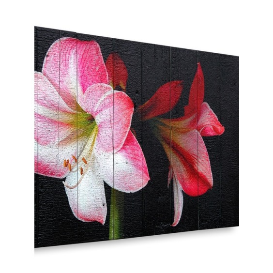 Картина "Гиппеаструм на черном фоне" 70х50 см #3 Картина "Гиппеаструм на черном фоне" 70х50 см #3