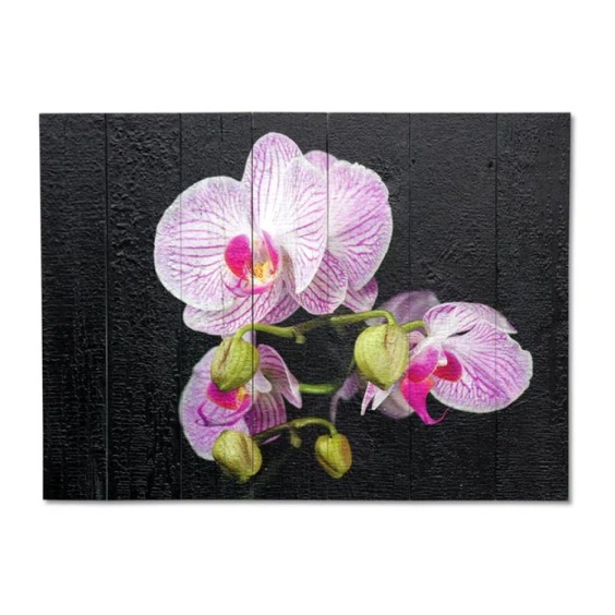 Картина "Три бело-розовые орхидеи на черном фоне" 70х50 см #1 Картина "Три бело-розовые орхидеи на черном фоне" 70х50 см #1