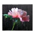 Картина "Нежно-розовый пион на черном фоне" 70х50 см