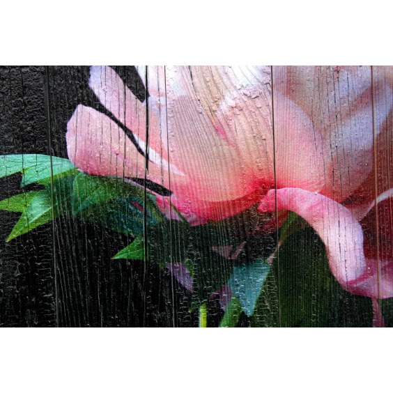 Картина "Нежно-розовый пион на черном фоне" 70х50 см #2 Картина "Нежно-розовый пион на черном фоне" 70х50 см #2