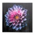 Картина "Розово-голубая хризантема на черном фоне" 60х60 см