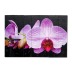 Картина "Бело-сиреневая орхидея на черном фоне" 60х40 см