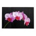 Картина "Нежно-фиолетовые орхидеи на черном фоне" 70х50 см