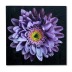 Картина "Сиреневая хризантема на черном фоне" 40х40 см