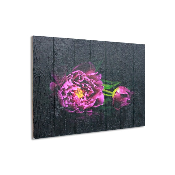 Картина "Два розовых пиона на черном фоне" 70х50 см #3