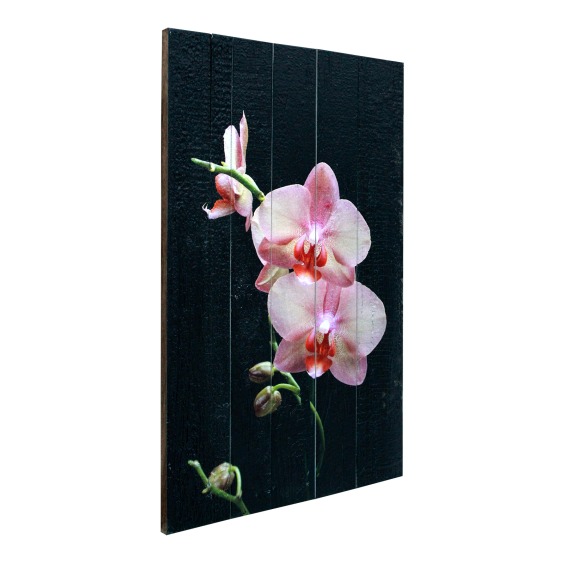 Картина "Три розовых орхидеи на черном фоне" 40х60 см #2 Картина "Три розовых орхидеи на черном фоне" 40х60 см #2