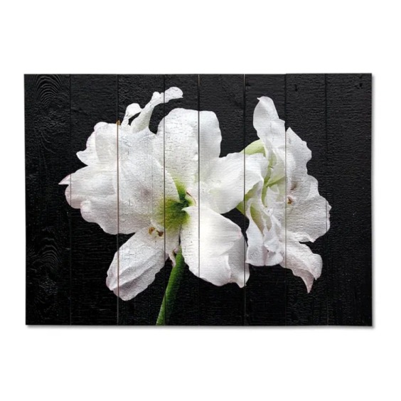 Картина "Белый амариллис на черном фоне" 70х50 см #1